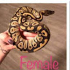 Meet your Posher, Sylvester